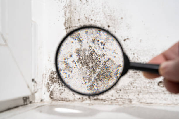 Best Residential Mold Inspection & Testing  in Somerset, KY